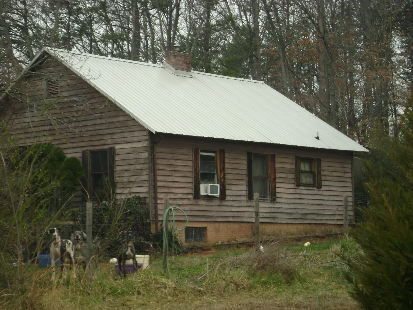 White metal roof on an old wood sided farmhouse, from a Asphalt Shingle Roof Repair job in Sumas